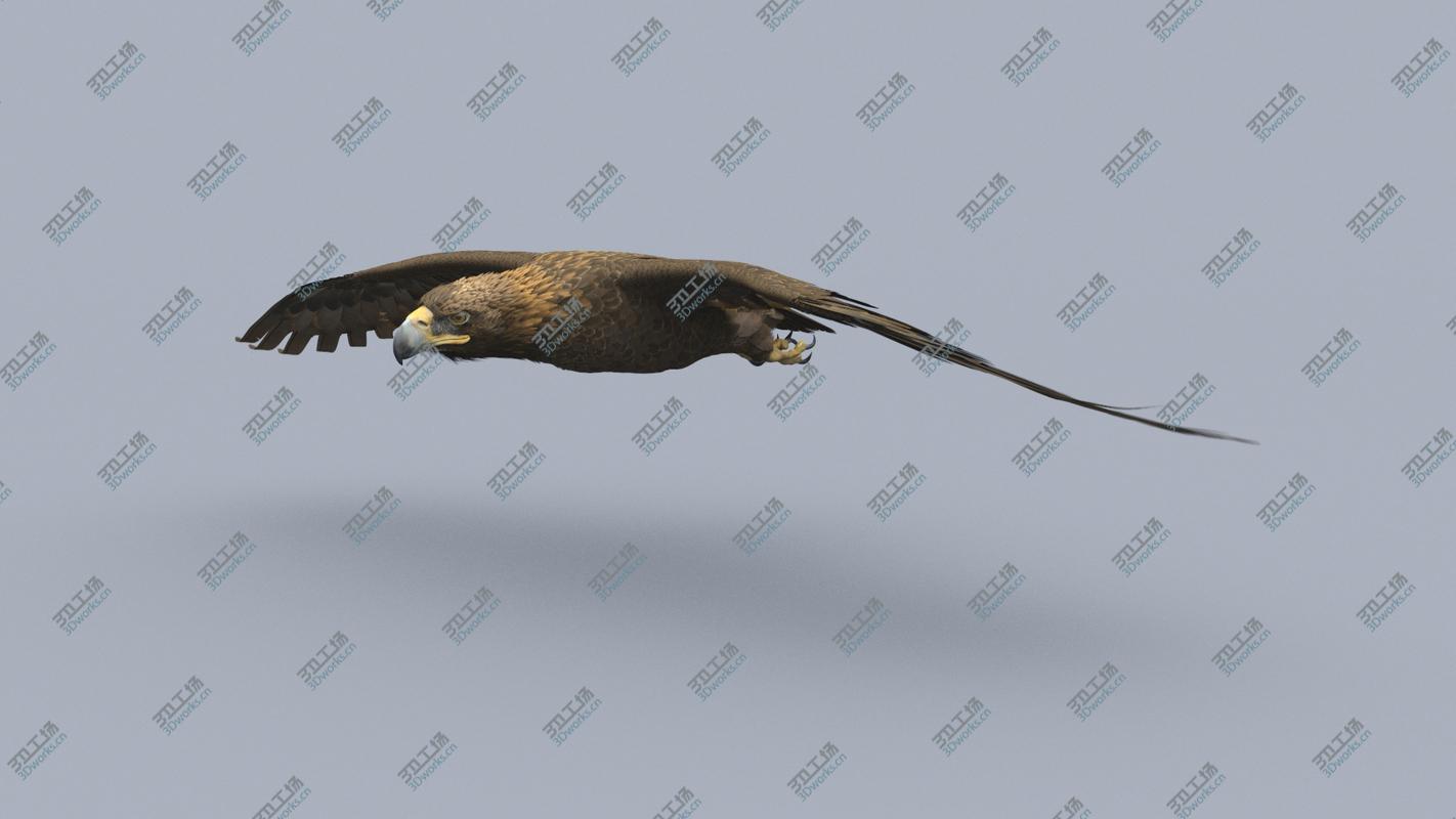 images/goods_img/20210113/Golden Eagle Animated 3D model/5.jpg